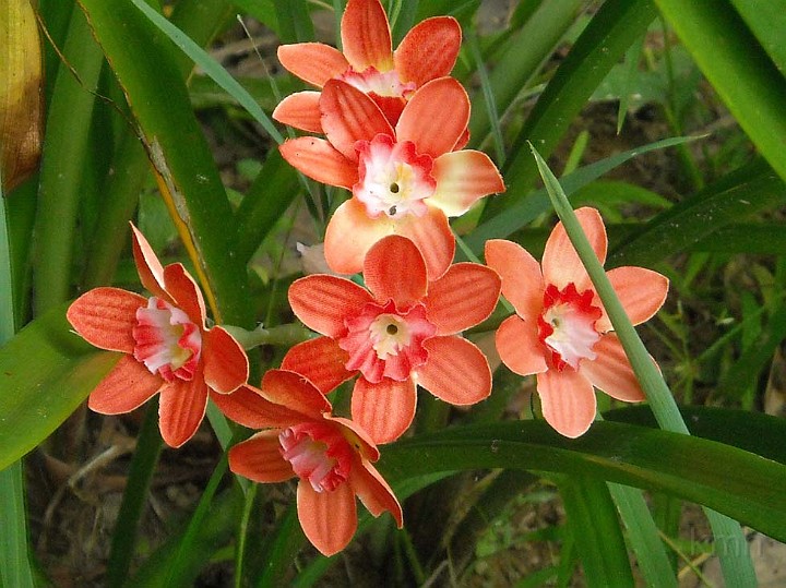 Du lich Thanh Tan ! 041.jpg